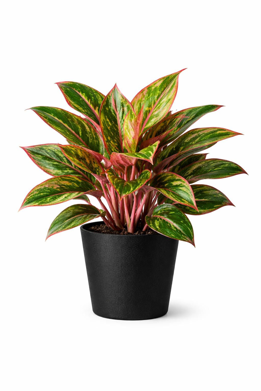 Lipstick Aglaonema - Image 4
