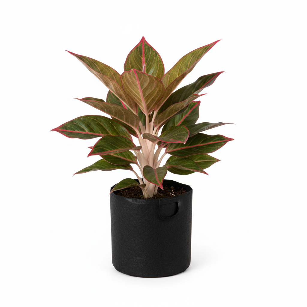 Lipstick Aglaonema - Image 3