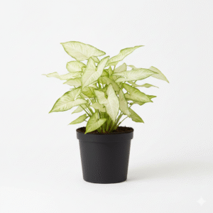 Syngonium White Plant