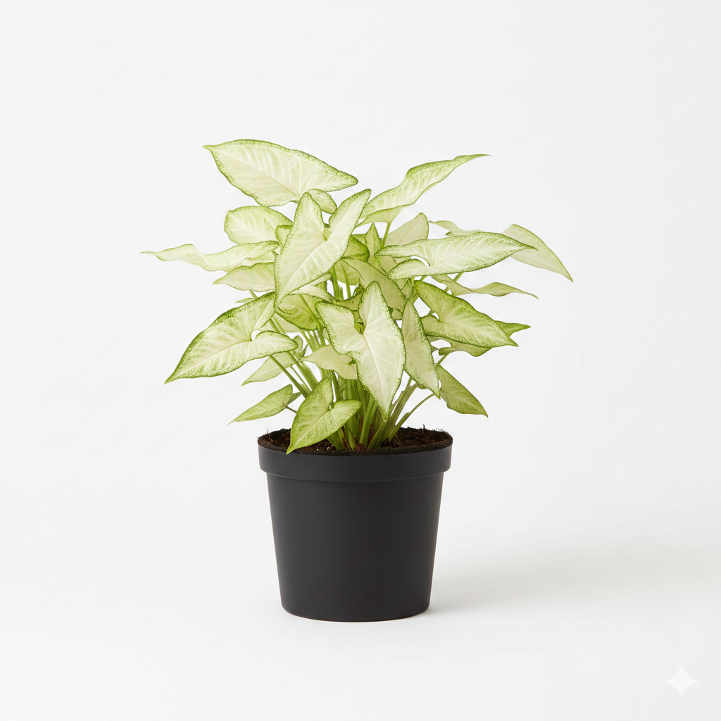 Syngonium White Plant