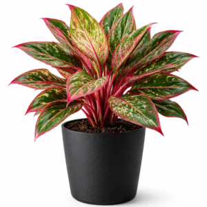 Lipstick Aglaonema