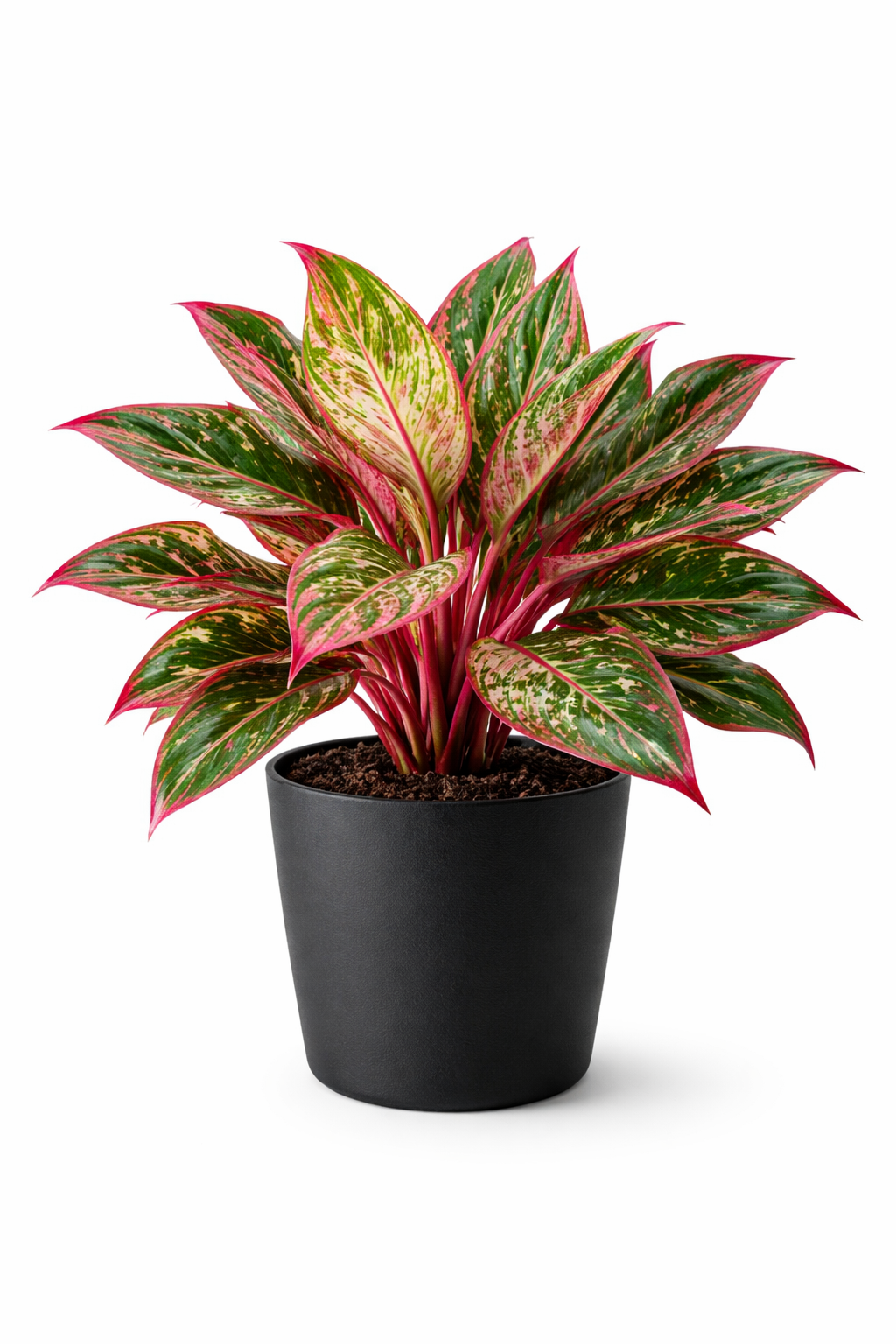 Lipstick Aglaonema