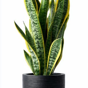 Snake Plant