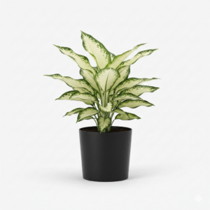 White Aglaonema