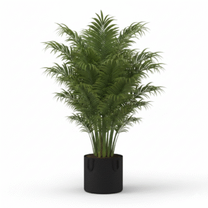 Areca Palm