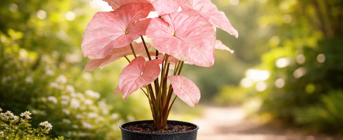 Areca Palm (Dypsis lutescens)