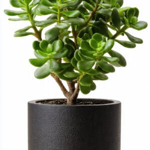 Jade Plant