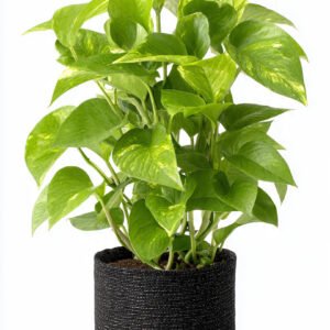 Pothos Plant