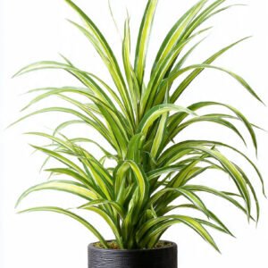 Spider Plant