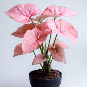 Syngonium Pink Plant