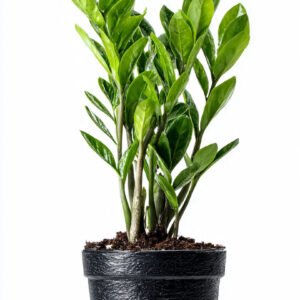 GG plant green zamioculcas